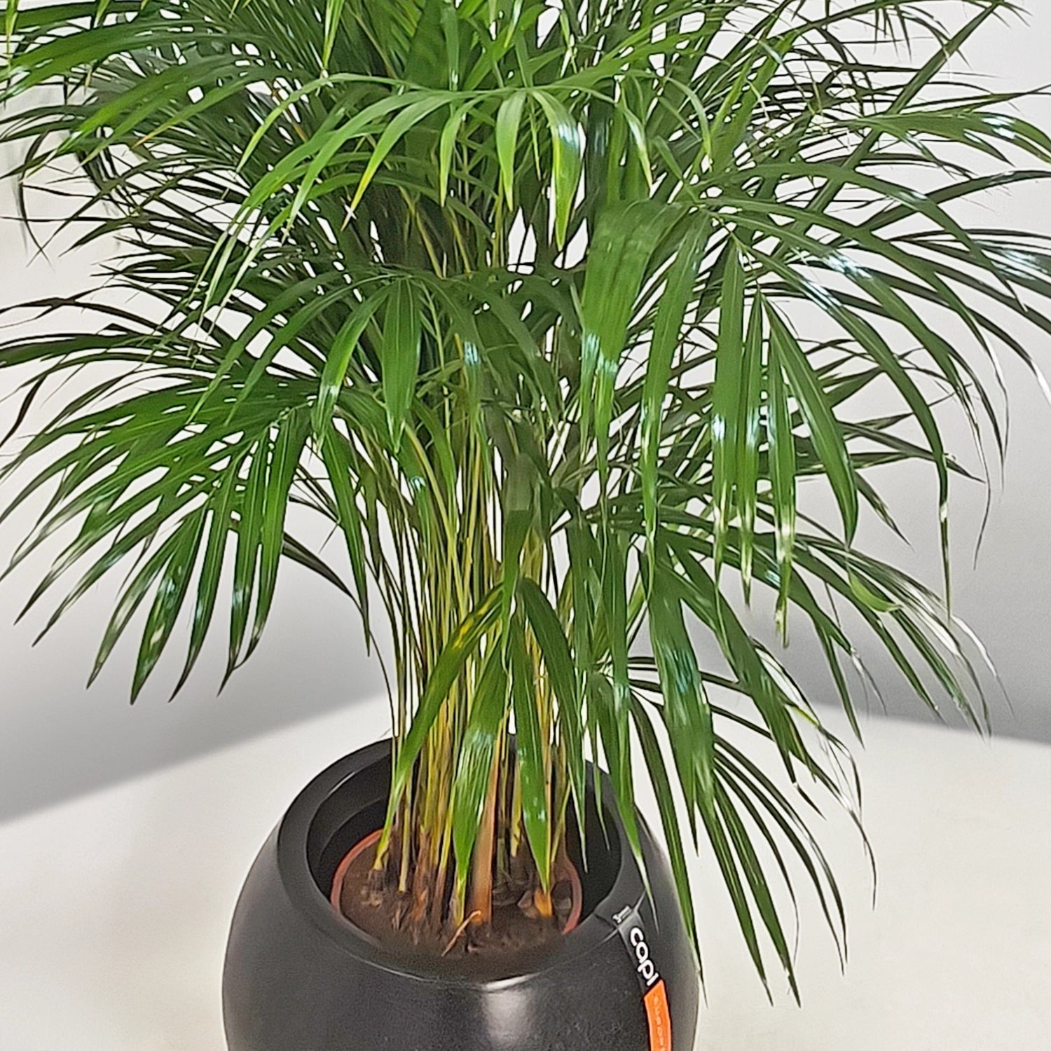 Areca Palm (Chrysalidocarpus/Dypsis lutescens) | 90 - 100 cm - Acacia Garden Center