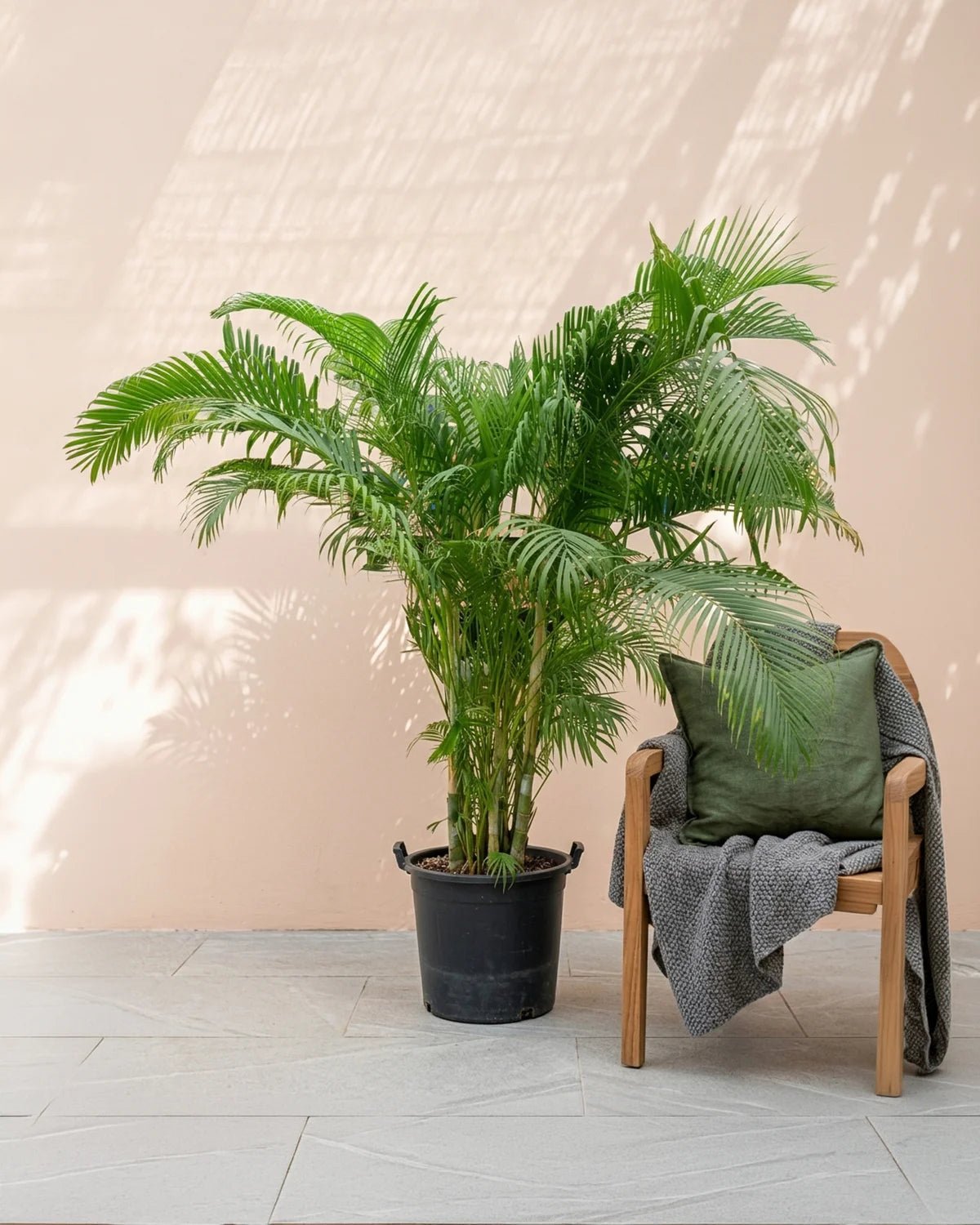 Areca Palm (Dypsis lutescens) | Landscape - Grade Specimen, 2.0–2.5 m - Acacia Garden Center