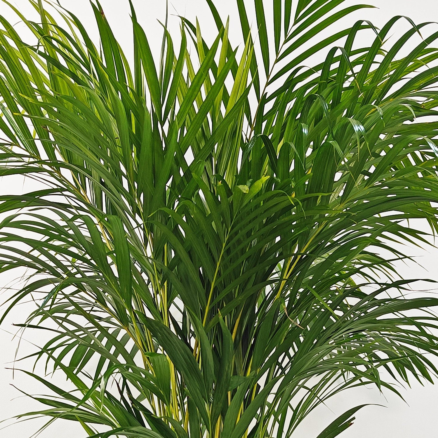 Areca Palm (Dypsis Lutescens) | Medium, 90–100 cm - Acacia Garden Center