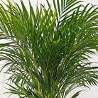 Areca Palm (Dypsis Lutescens) | Medium, 90–100 cm - Acacia Garden Center