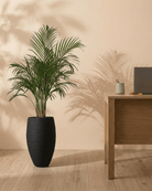 Areca Palm (Dypsis Lutescens) | Medium, 90–100 cm - Acacia Garden Center