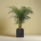 Areca Palm (Dypsis Lutescens) | Medium, 90–100 cm - Acacia Garden Center