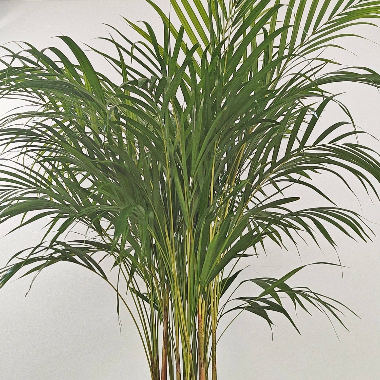 Areca Palm (Dypsis Lutescens) | Medium, 90–100 cm - Acacia Garden Center