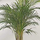 Areca Palm (Dypsis Lutescens) | Medium, 90–100 cm - Acacia Garden Center