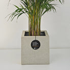 Areca Palm (Dypsis Lutescens) | Medium, 90–100 cm - Acacia Garden Center