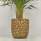 Areca Palm (Dypsis Lutescens) | Medium, 90–100 cm - Acacia Garden Center
