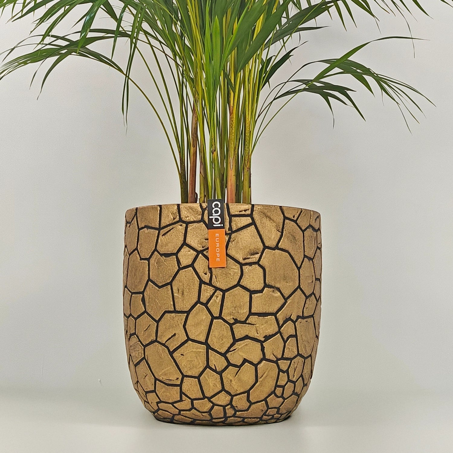 Areca Palm (Dypsis Lutescens) | Medium, 90–100 cm - Acacia Garden Center