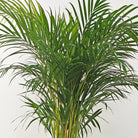 Areca Palm (Dypsis Lutescens) | Medium, 90–100 cm - Acacia Garden Center