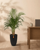 Areca Palm (Dypsis Lutescens) | Medium, 90–100 cm - Acacia Garden Center