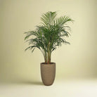 Areca Palm (Dypsis Lutescens) | Medium, 90–100 cm - Acacia Garden Center