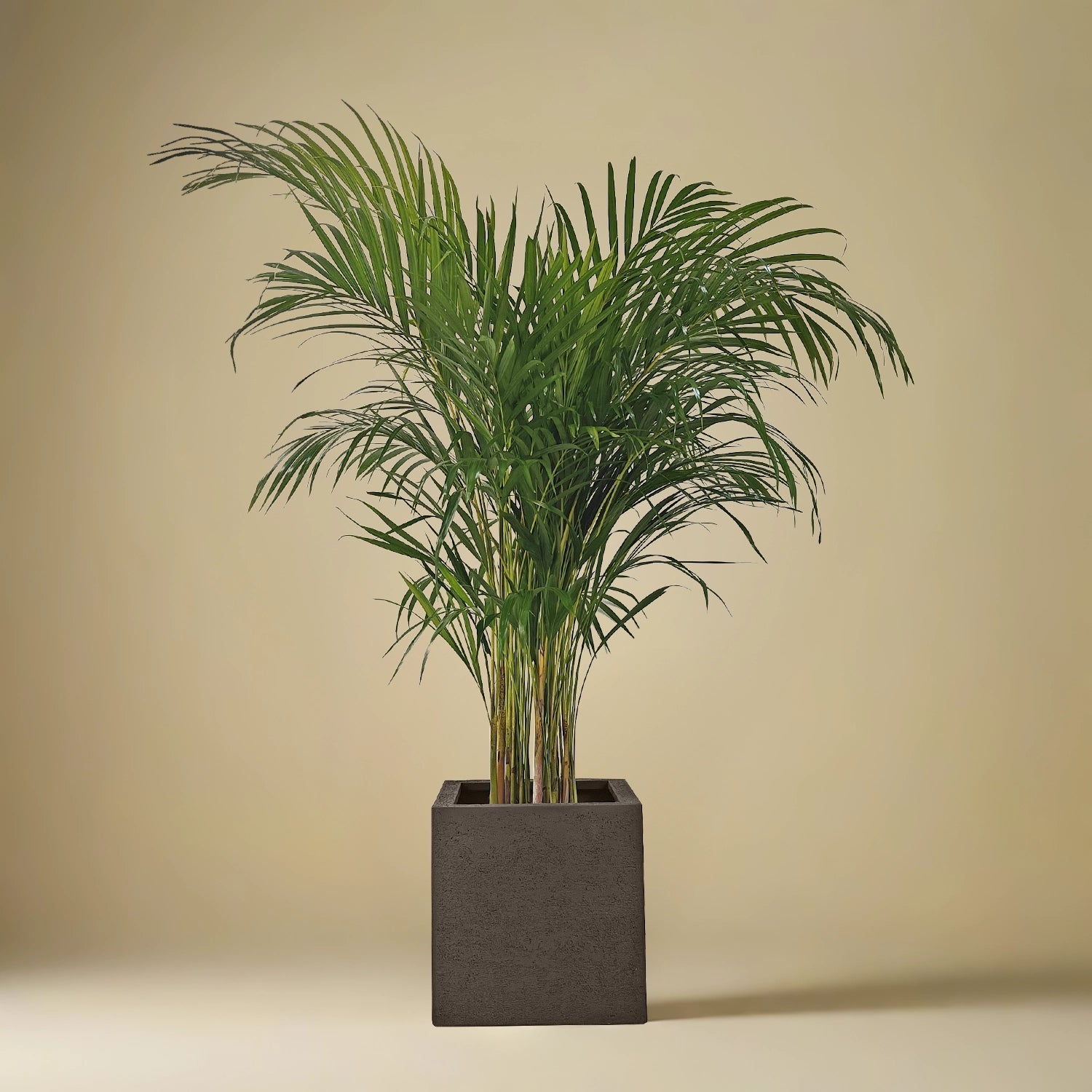 Areca Palm (Dypsis Lutescens) | Medium, 90–100 cm - Acacia Garden Center