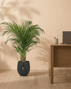 Areca Palm (Dypsis Lutescens) | Medium, 90–100 cm - Acacia Garden Center