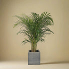 Areca Palm (Dypsis Lutescens) | Medium, 90–100 cm - Acacia Garden Center
