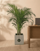 Areca Palm (Dypsis Lutescens) | Medium, 90–100 cm - Acacia Garden Center
