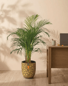 Areca Palm (Dypsis Lutescens) | Medium, 90–100 cm - Acacia Garden Center