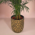 Areca Palm (Dypsis Lutescens) | Medium, 90–100 cm - Acacia Garden Center