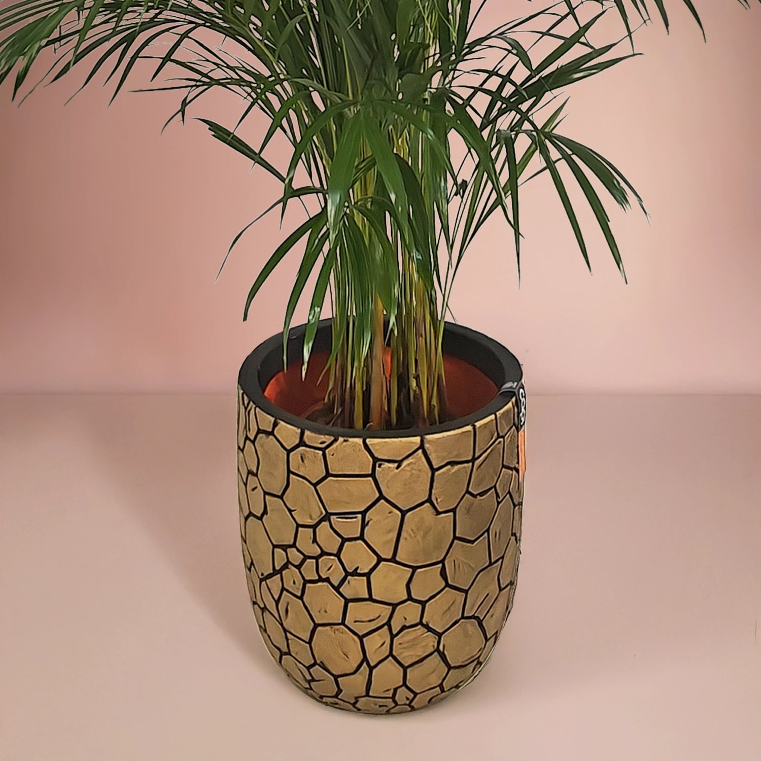 Areca Palm (Dypsis Lutescens) | Medium, 90–100 cm - Acacia Garden Center