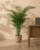 Areca Palm (Dypsis Lutescens) | Medium, 90–100 cm - Acacia Garden Center