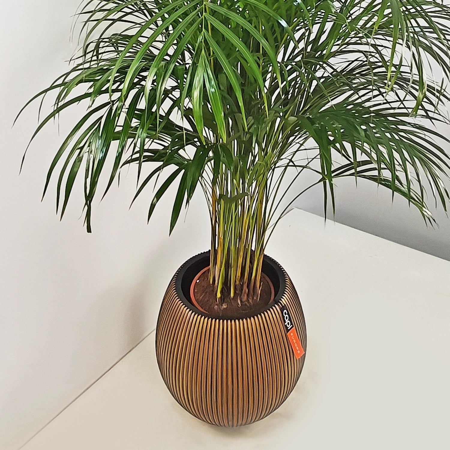 Areca Palm (Dypsis Lutescens) | Medium, 90–100 cm - Acacia Garden Center