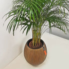 Areca Palm (Dypsis Lutescens) | Medium, 90–100 cm - Acacia Garden Center