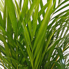 Areca Palm (Dypsis Lutescens) | Medium, 90–100 cm - Acacia Garden Center