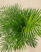 Areca Palm (Dypsis Lutescens) | Medium, 90–100 cm - Acacia Garden Center