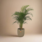 Areca Palm (Dypsis Lutescens) | Medium, 90–100 cm - Acacia Garden Center