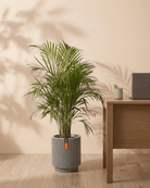 Areca Palm (Dypsis Lutescens) | Medium, 90–100 cm - Acacia Garden Center