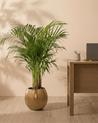 Areca Palm (Dypsis Lutescens) | Medium, 90–100 cm - Acacia Garden Center