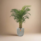 Areca Palm (Dypsis Lutescens) | Medium, 90–100 cm - Acacia Garden Center