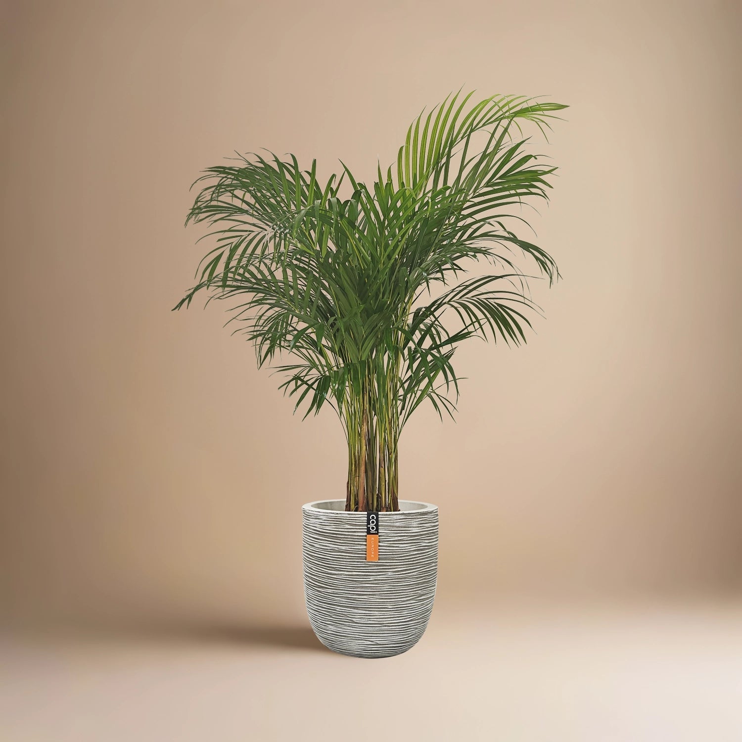 Areca Palm (Dypsis Lutescens) | Medium, 90–100 cm - Acacia Garden Center