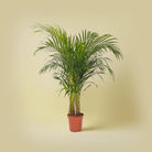 Areca Palm (Dypsis Lutescens) | Medium, 90–100 cm - Acacia Garden Center