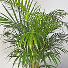 Areca Palm (Dypsis Lutescens) | Medium, 90–100 cm - Acacia Garden Center