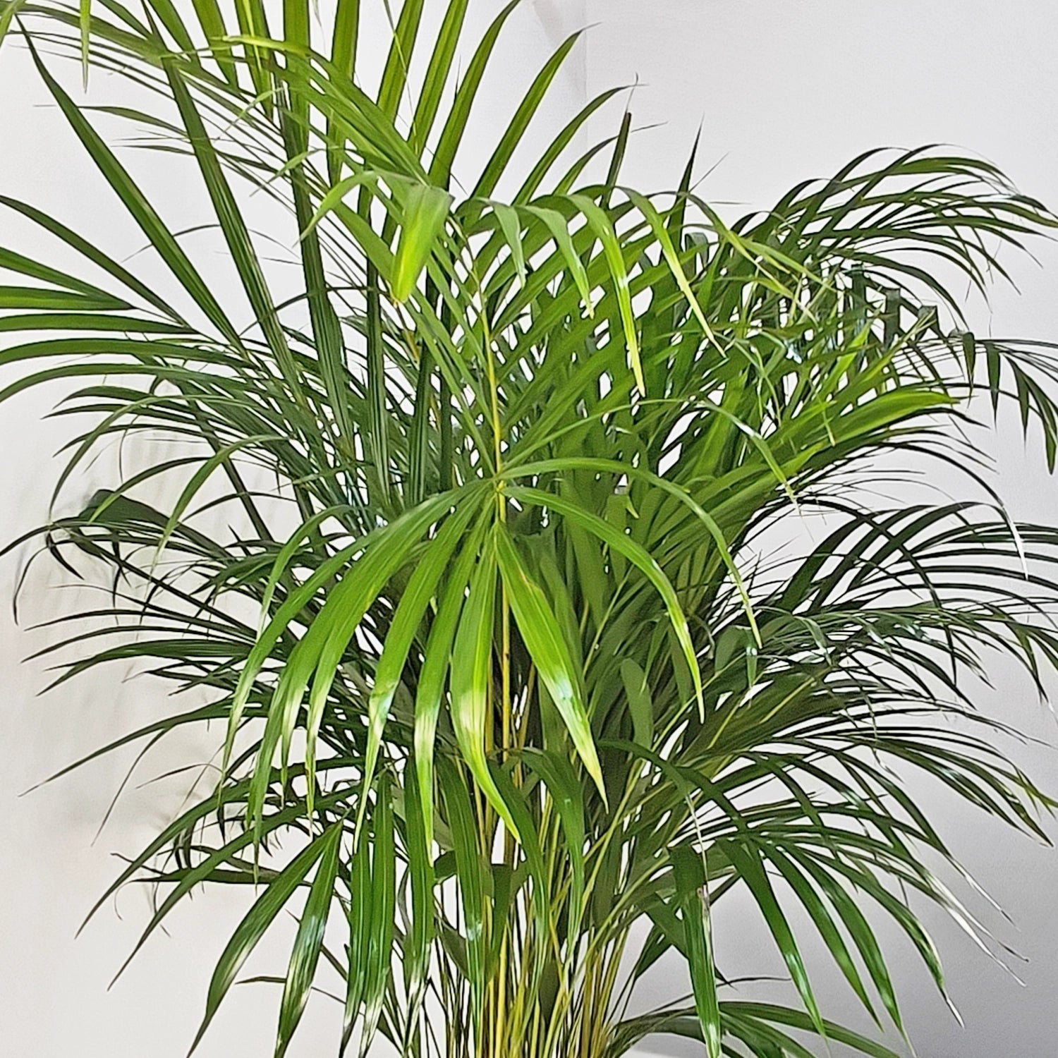 Areca Palm (Dypsis Lutescens) | Medium, 90–100 cm - Acacia Garden Center