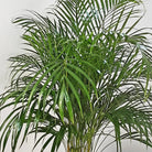 Areca Palm (Dypsis Lutescens) | Medium, 90–100 cm - Acacia Garden Center