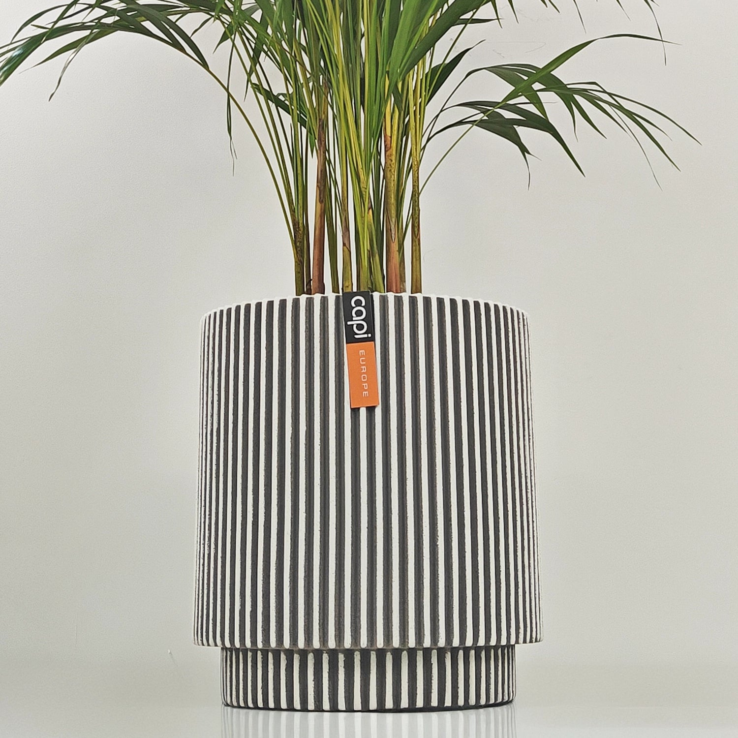 Areca Palm (Dypsis Lutescens) | Medium, 90–100 cm - Acacia Garden Center