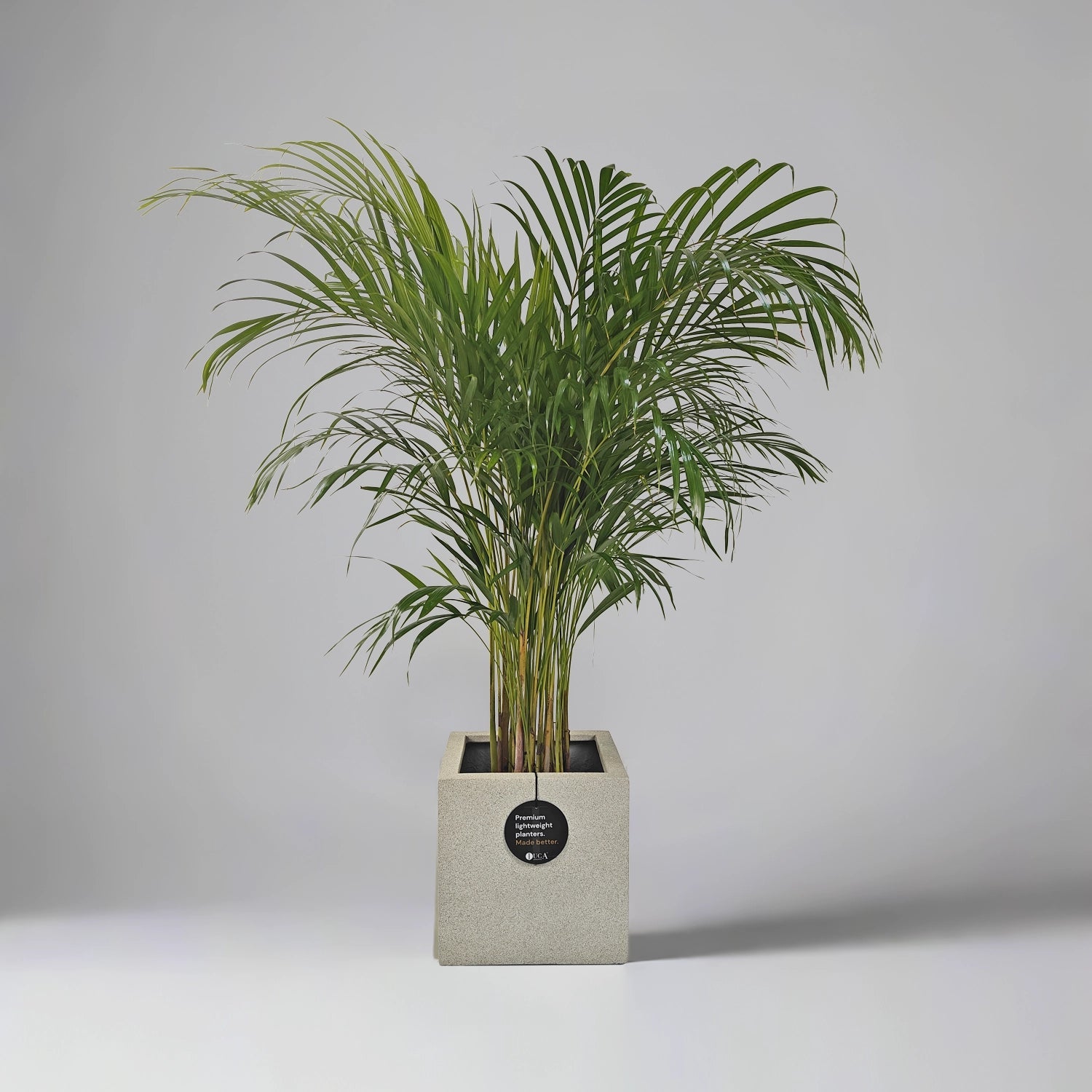 Areca Palm (Dypsis Lutescens) | Medium, 90–100 cm - Acacia Garden Center