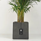 Areca Palm (Dypsis Lutescens) | Medium, 90–100 cm - Acacia Garden Center