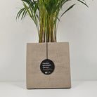 Areca Palm (Dypsis Lutescens) | Medium, 90–100 cm - Acacia Garden Center