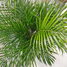 Areca Palm (Dypsis Lutescens) | Medium, 90–100 cm - Acacia Garden Center