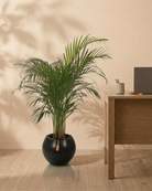Areca Palm (Dypsis Lutescens) | Medium, 90–100 cm - Acacia Garden Center