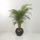 Areca Palm (Dypsis Lutescens) | Medium, 90–100 cm - Acacia Garden Center