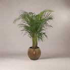 Areca Palm (Dypsis Lutescens) | Medium, 90–100 cm - Acacia Garden Center