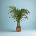 Areca Palm (Dypsis Lutescens) | Medium, 90–100 cm - Acacia Garden Center
