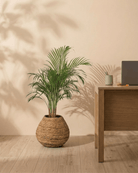 Areca Palm (Dypsis Lutescens) | Medium, 90–100 cm - Acacia Garden Center