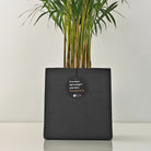 Areca Palm (Dypsis Lutescens) | Medium, 90–100 cm - Acacia Garden Center