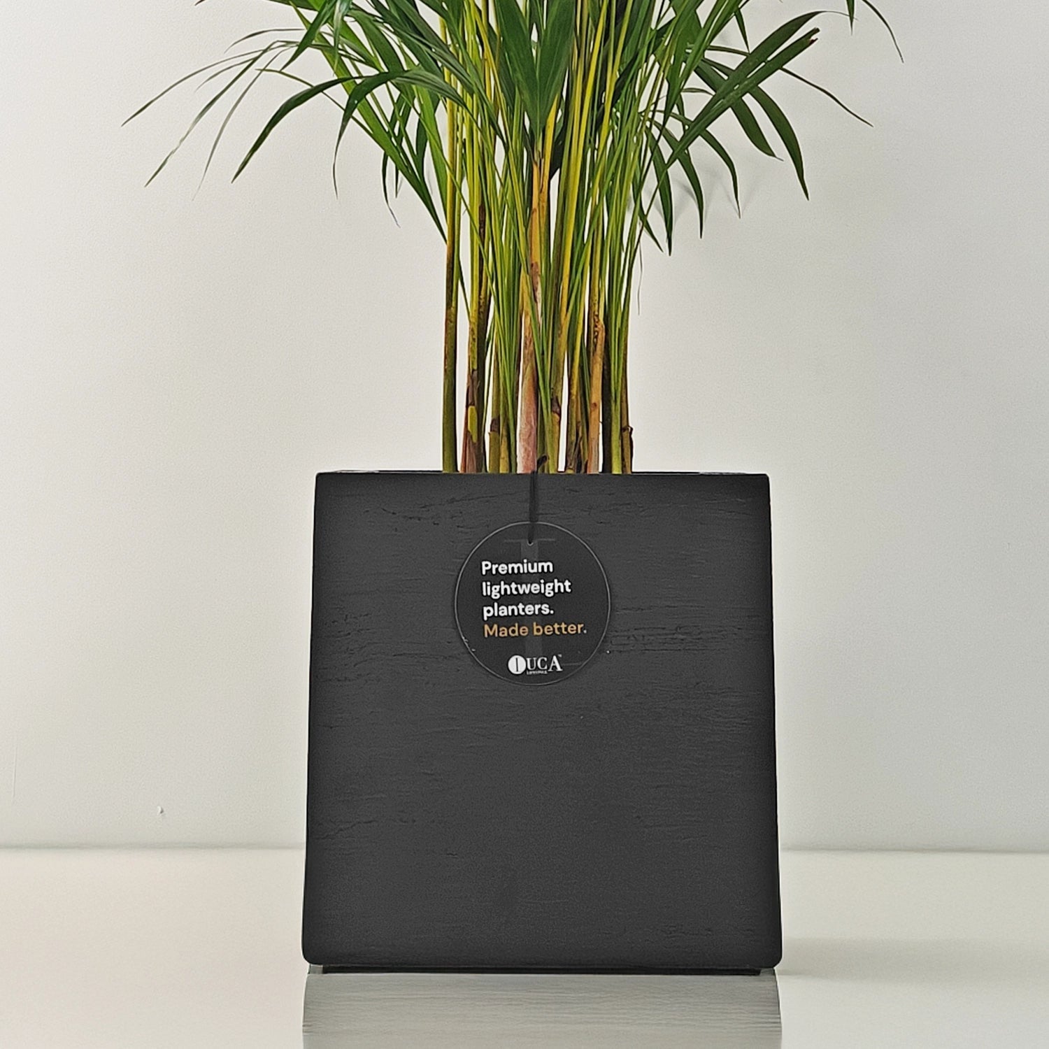 Areca Palm (Dypsis Lutescens) | Medium, 90–100 cm - Acacia Garden Center
