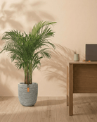 Areca Palm (Dypsis Lutescens) | Medium, 90–100 cm - Acacia Garden Center