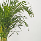 Areca Palm (Dypsis Lutescens) | Medium, 90–100 cm - Acacia Garden Center