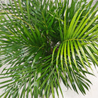 Areca Palm (Dypsis Lutescens) | Medium, 90–100 cm - Acacia Garden Center